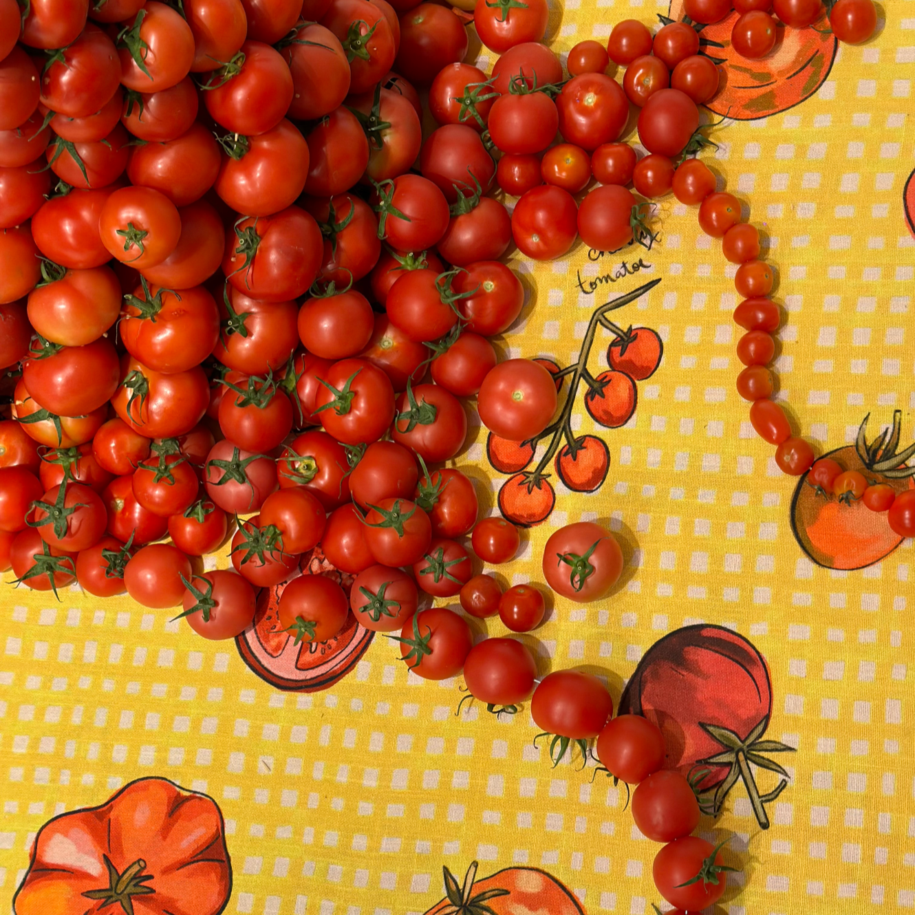 Close-up of fresh red cherry tomatoes resting on a bright yellow checkered tablecloth decorated with illustrated tomato varieties and handwritten names.